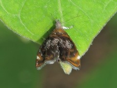 Prochoreutis inflatella