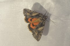 Catocala verrilliana