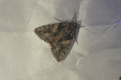 Catocala verrilliana