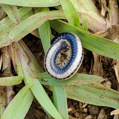 Spirobolellus immigrans