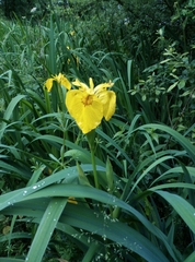 Iris pseudacorus