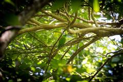 Prioniturus flavicans