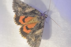 Catocala verrilliana