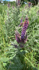Amorpha canescens