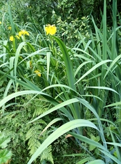 Iris pseudacorus