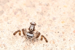 Dyscrasis hendeli