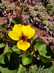Viola crassa