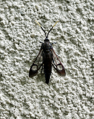 Synanthedon fatifera