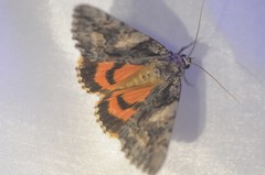 Catocala verrilliana