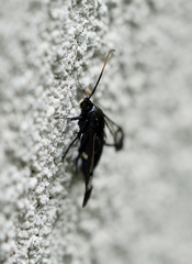 Synanthedon fatifera