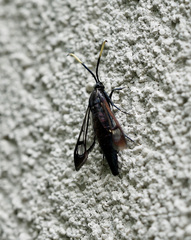 Synanthedon fatifera