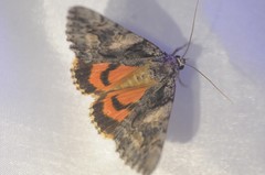 Catocala verrilliana