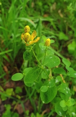 Hypericum maculatum