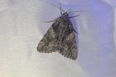 Catocala verrilliana