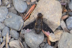 Hemipenthes morioides