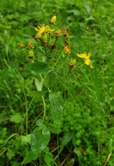 Hypericum maculatum