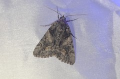 Catocala verrilliana