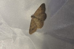 Digrammia muscariata