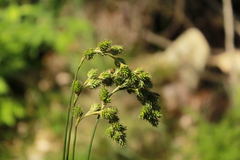 Carex argyrantha