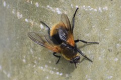 Mesembrina decipiens