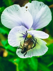 Strigoderma arbicola
