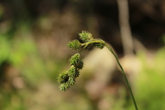 Carex argyrantha