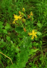 Hypericum maculatum