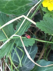 Pyrrhocoris apterus