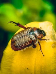 Strigoderma arbicola