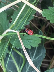Pyrrhocoris apterus