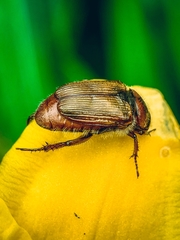 Strigoderma arbicola