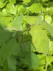 Apocyneae