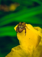 Strigoderma arbicola