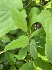 Apocyneae