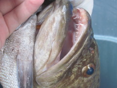 Mycteroperca microlepis