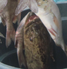 Mycteroperca microlepis