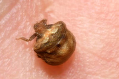 Vilpianus galii