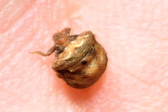 Vilpianus galii