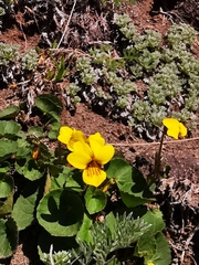 Viola crassa