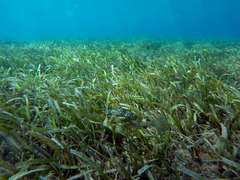 Acanthostracion polygonium