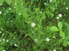 Stellaria
