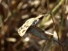 Carcharodus