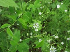 Stellaria
