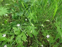 Stellaria