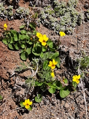 Viola crassa