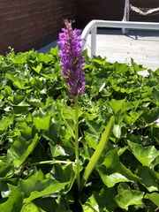 Dactylorhiza incarnata