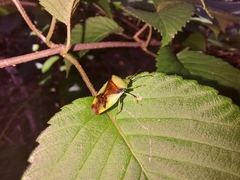 Elasmostethus atricornis