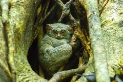 Tarsius spectrumgurskyae