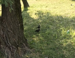 Corvus monedula