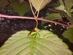 Elasmostethus atricornis